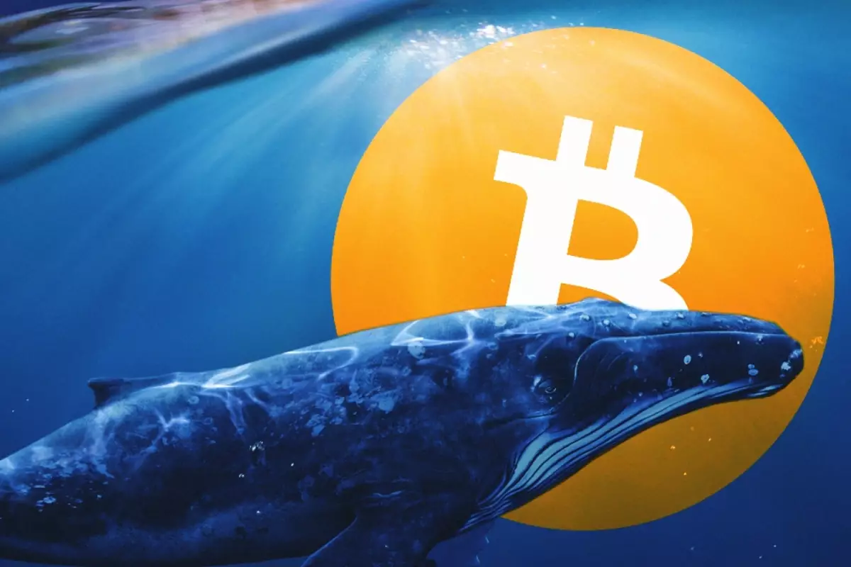 比特币鲸正在醒来：大量的积累信号传入波动率