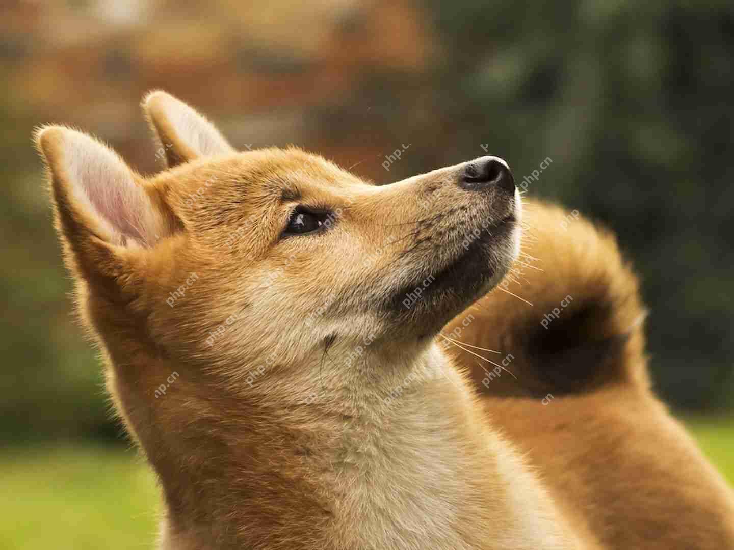 Z Squared是一家专门从事开采Dogecoin（Doge）的公司，正在与生物制药公司（COEP）合并